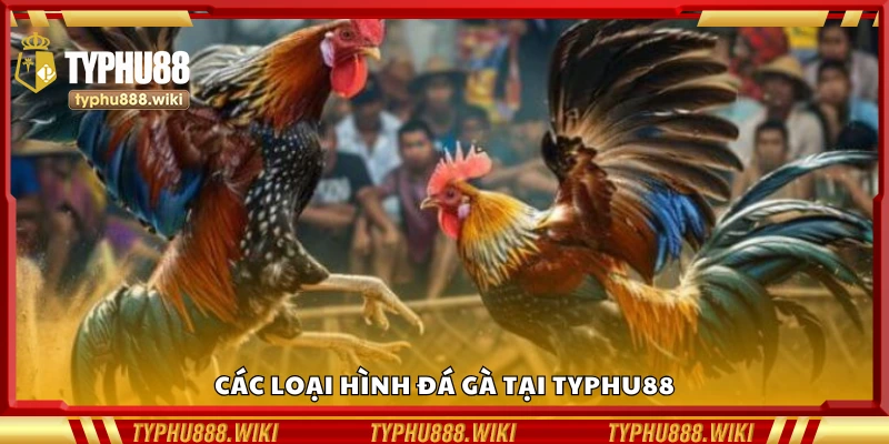 Khám phá các loại hình đá gà tại Typhu88