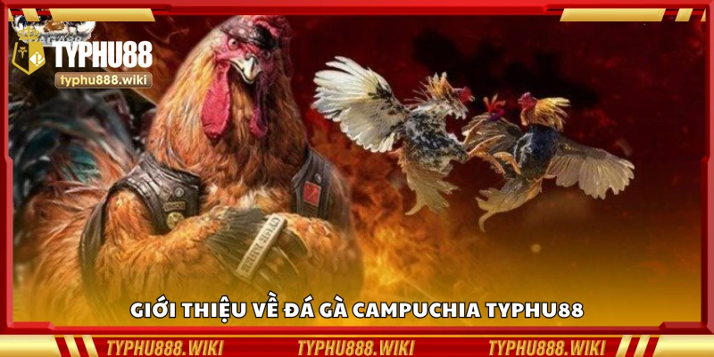 Đôi nét về đá gà Campuchia Typhu88