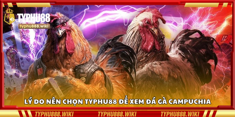 Các lý do nên chọn Typhu88 để xem đá gà Campuchia