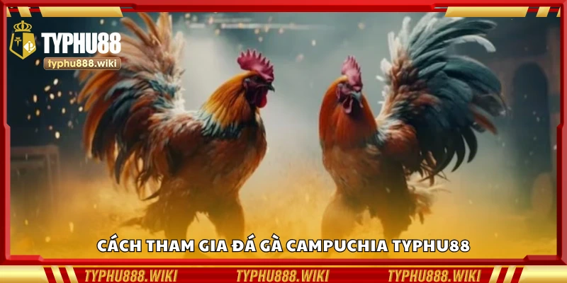 Hướng dẫn cách tham gia đá gà Campuchia Typhu88
