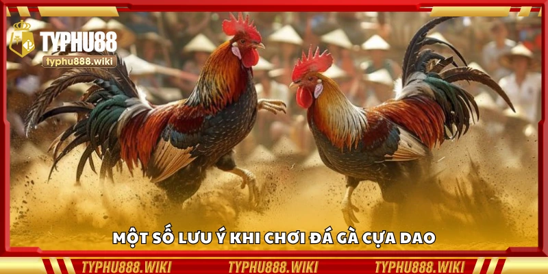 Các lưu ý khi chơi đá gà cựa dao